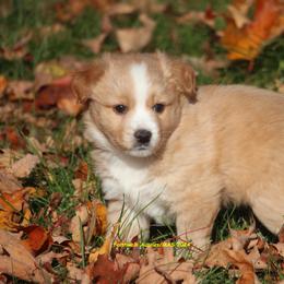 Tech - Miniature American Shepherd puppy from Faithwalk Aussies and Mini American Shepherds
