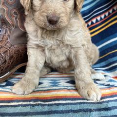 Bordoodle Puppies from JM Lazy S Doodles