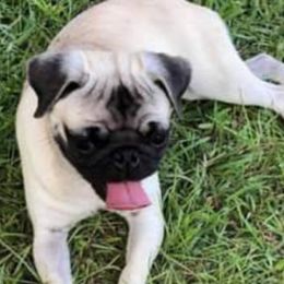 Dachshunds and Pugs from M&M Dachshunds and Pugs