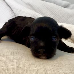 Male 1 - Black phantom male Aussiedoodle puppy in Martin County, Florida from Biggie Ranch
