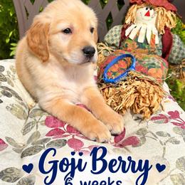 Dark Blue Gogi Berry - Light golden male Golden Retriever puppy in Apple Valley, California from Frankly Golden