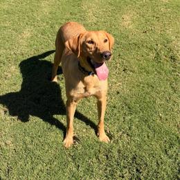 Katie - Labrador Retriever
