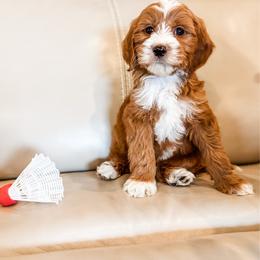 Edisto - Apricot male Goldendoodle puppy in Belton, South Carolina from Poodley Doodley Doo