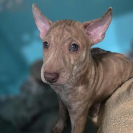 Dodger - Brindle male Vietnamese Phu Quoc Ridgeback puppy in Palmdale, California from Vietnamese Phu Quoc Ridgeback Dogs of Southern California