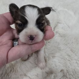Gabby - White and sable female Papillon puppy in Hollister, Missouri from Swan Creek Kennel