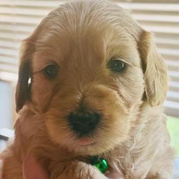 Lime collar - Red  female Goldendoodle puppy in Indianapolis, Indiana from ZuGolden Retrievers & Doodles