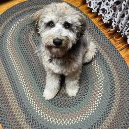 Aussiedoodle and Australian Shepherd Puppies from Dark Water Standards
