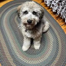 Aussiedoodle and Australian Shepherd Puppies from Dark Water Standards