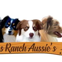 Australian Shepherds, Miniature American Shepherds, Miniature Australian Shepherds, and Toy Australian Shepherds from Ross Ranch Mini and Standard Aussie's