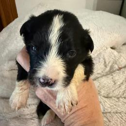 Drake - Black and white male Border Collie puppy in Lakeview, Michigan from Haven Creek Farm