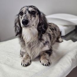 Maeve - Dachshund
