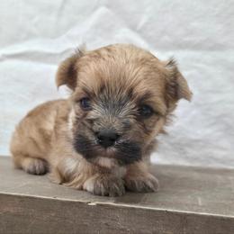 Spicy - Gold male Morkie puppy in Monticello, Iowa from Ashley’s Puppies