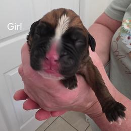 Bella - Fawn female Boxer puppy in Evans, Georgia from Kimberly's Boxers