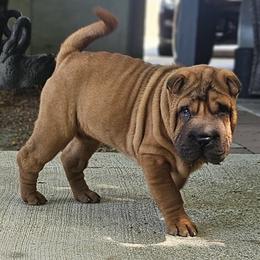 Rocky - Red fawn male Chinese Shar-Pei puppy in Bakersfield, California from Cashmerewrinkles
