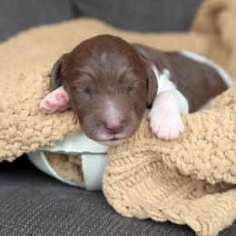 Briggs - Brown male Poodle puppy in Prattville, Alabama from Jericho Junction Doodles and Poodles