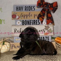 Jim Beam - Tiger male Perro de Presa Canario puppy in Horizon, Texas from Mesquite Creek Kennels