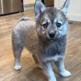 Romeo - Wolf sable male Pomsky puppy in Tonasket, Washington from Washington Pomskies