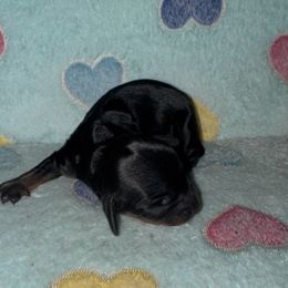 Dachshund Puppies from Dachshund Dad