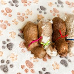 Aussiedoodle, Bernedoodle, Cavapoo, Goldendoodle, and Newfypoo Puppies from Haaspawz