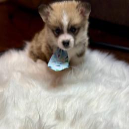 Brown Collar - Red male Pembroke Welsh Corgi puppy in Abingdon, Virginia from Em-K Kennels