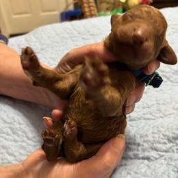 Black Collar - Red  female Poodle puppy in Henagar, Alabama from Windy Oak Kennels