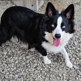 Onyx - Black & white male Miniature Australian Shepherd puppy in Owensboro, Kentucky from JnT's Bluegrass Mini Aussies
