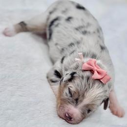 Coral collar - Blue merle female Aussiedoodle puppy in 32046, Florida from River Hill Ranch
