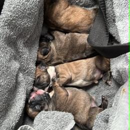 Dachshund and French Bulldog Puppies from State Line Dachshunds & Frenchies