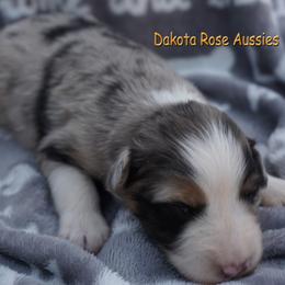 Mimosa - Blue merle female Australian Shepherd puppy in Burbank, South Dakota from Dakota Rose Aussies