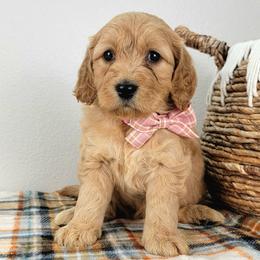 Scarlett - Apricot female Goldendoodle puppy in Temecula, California from Oodles O'Doodles