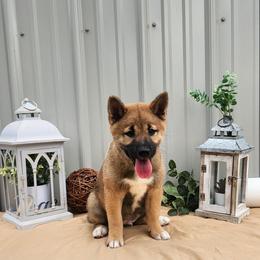 Zion - Red male Shiba Inu puppy in Illinois from Precious-Puppies