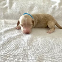 Sky Blue - Cream male Dachshund puppy in Silver Springs, Florida from DeMarsh's Dachshunds