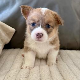 Betsy - Fawn female Pembroke Welsh Corgi puppy in Norman, Oklahoma from Charm Farm Corgis