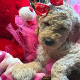 Sweetie - Apricot female Goldendoodle puppy in Salem, Oregon from Capital Doodles