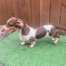 Choco - Dachshund