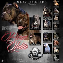 American Bully puppies from XLRG BULLIES