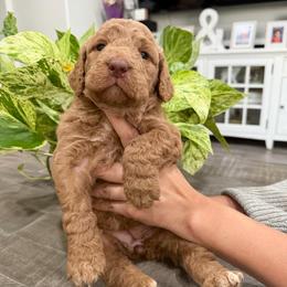 Yellow - Apricot female Goldendoodle puppy in Bakersfield, California from Lavish Doodles