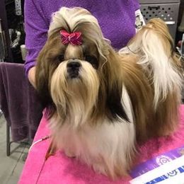 Shih Tzus from Kouterie