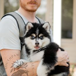 Pomsky Puppies from Southpaw Pomskies