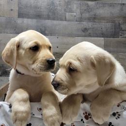 Dilute Retrievers from Thunder Mountain Labs