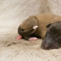 Silken Windhound Puppies from Silken Agents of CSBeck
