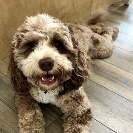 Tucker - Australian Labradoodle