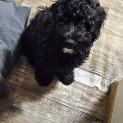 Boy 2 - Black Whoodle puppy in O'neill, Nebraska from Willowdale Doodles