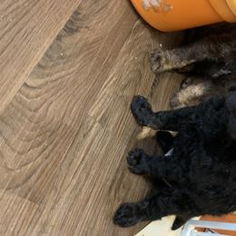 German Shorthaired Pointers and Labradoodles from Shining D Ranch
