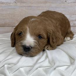 Ember - Red female Cavapoo puppy in Millersburg, Ohio from Ohio Puppy Paws