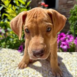 Betsy - Merle female Great Dane puppy in Corsica, Pennsylvania from Ferguson Family Danes LLC