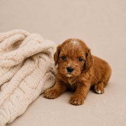 Elsa - Red  female Goldendoodle puppy in Floyd, Virginia from Hearts and Paws Poodles and Doodles