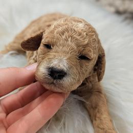 Girl 1 - Apricot female Poodle puppy in Salt Lake City, Utah from Utah Cocker Spaniels