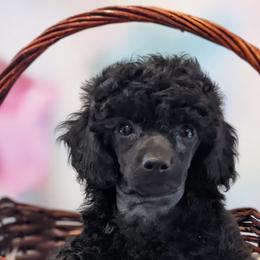 Poodles from Lolaland