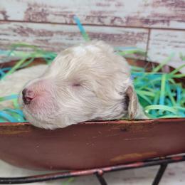 Olive - Apricot male Goldendoodle puppy in Grabill, Indiana from Rose's Doodles